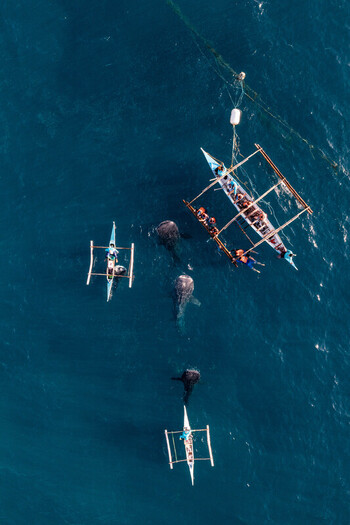 Aerial view of Oslob Whale Shark Watching with whale sharks swimming near traditional outrigger boats in the deep blue ocean in Oslob Cebu Philippines.