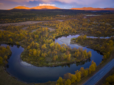 Aerial view of River Ljusnan at sunrise winding through autumn forests with golden foliage and distant mountains under a soft morning sky in Bruksvallarna Jamtland County Sweden.