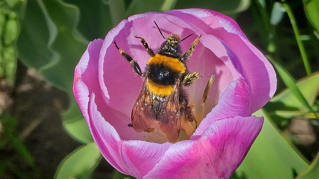 View of a bumblebee covered in pollen resting inside a vibrant pink tulip at Campo de Tulipanes in Trevelin Chubut Province Argentina.