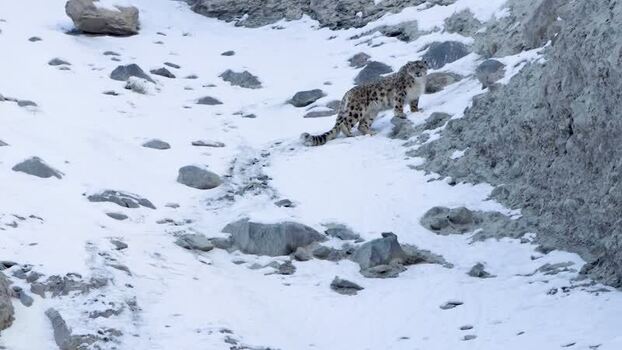 View of a snow leopard in Khunjerab National Park Pakistan. View of a snow leopard in Khunjerab National Park Pakistan.