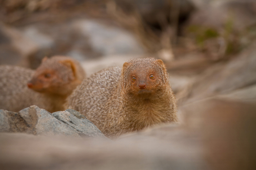 View of two mongooses resting among rocks in the wild in Kamoke Punjab Pakistan. View of two mongooses resting among rocks in the wild in Kamoke Punjab Pakistan.