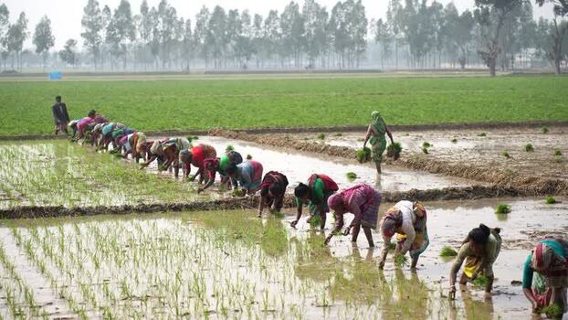 View of women planting rice seedlings in a flooded field Bangladesh. View of women planting rice seedlings in a flooded field Bangladesh.