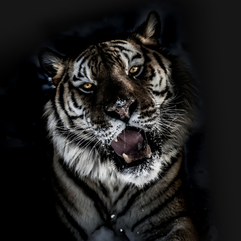 View of a Siberian tiger with intense amber eyes and open mouth showing teeth set against a dark background in the USA.
