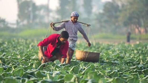 View of farmers harvesting vegetables in a field Bangladesh. View of farmers harvesting vegetables in a field Bangladesh.