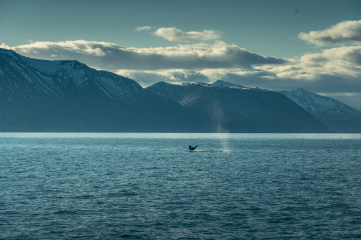 View of a whale breaching the still teal waters as mist rises against a backdrop of snow capped mountains under a pale sky H&uacute;sav&iacute;k Nor&eth;ur&thorn;ing Iceland.