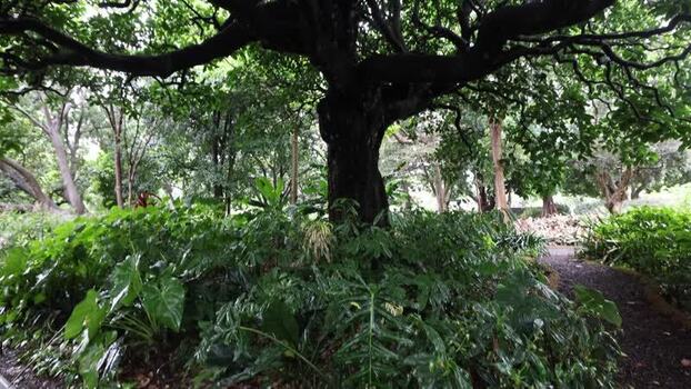 View of a large tree in the Royal Botanic Garden Sydney Australia.