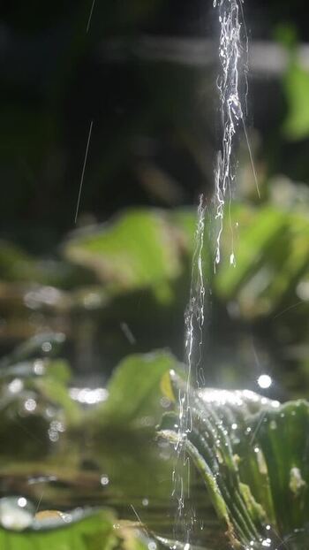 View of water falling on plants in Jardim Botanico Brazil.