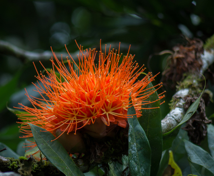 View of a vibrant orange tropical flower blooming on a mossy branch surrounded by lush green foliage Costa Rica.