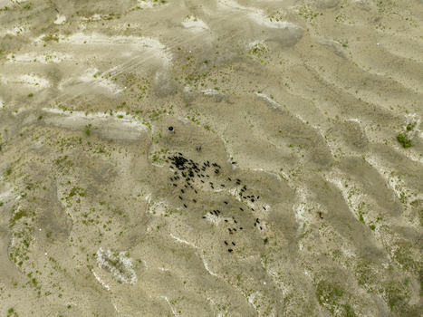 Aerial view of a herd of black goats grazing on a textured sandy riverbed with a shepherd holding an umbrella in Bogura Rajshahi Division Bangladesh. Aerial view of a herd of black goats grazing on a textured sandy riverbed with a shepherd holding an umbrella in Bogura Rajshahi Division Bangladesh.