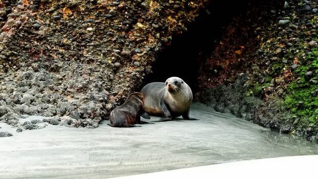 View of seals on a sandy beach near rock formations New Zealand. View of seals on a sandy beach near rock formations New Zealand.