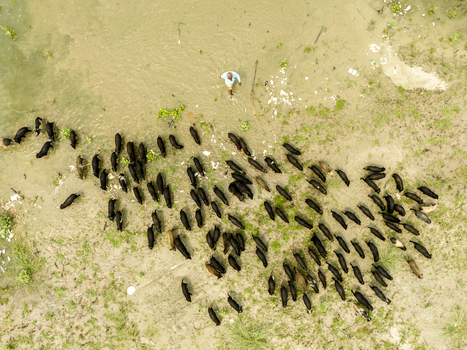Aerial view of a large herd of black pigs being herded by a man across a sandy riverbank near the water in Bogura Rajshahi Division Bangladesh. Aerial view of a large herd of black pigs being herded by a man across a sandy riverbank near the water in Bogura Rajshahi Division Bangladesh.