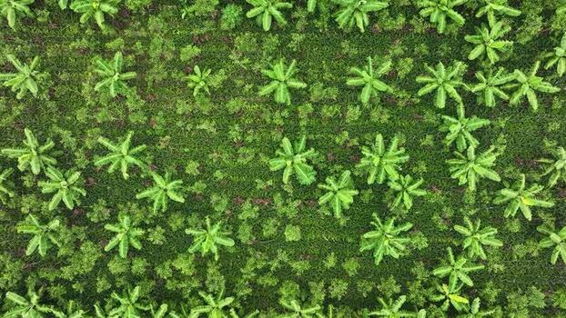Aerial view of a lush banana plantation Bangladesh. Aerial view of a lush banana plantation Bangladesh.