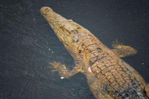 Aerial view of a large crocodile glides through the dark waters its textured hide a mosaic of browns and tans reflecting the diffused light Mpumalanga South Africa.