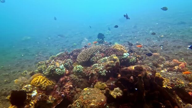 View of a vibrant coral reef in the waters of Bali Indonesia.