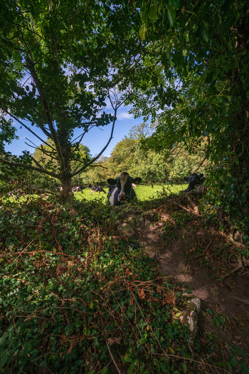View of cows grazing in a lush green pasture framed by overhanging tree branches under a clear blue sky in Tregargus Valley Cornwall United Kingdom. View of cows grazing in a lush green pasture framed by overhanging tree branches under a clear blue sky in Tregargus Valley Cornwall United Kingdom.