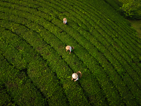 Aerial view of tea pickers wearing conical hats working among the lush green rows of tea plants at Long Coc Tea Hill Long Coc Phu Tho Vietnam.
