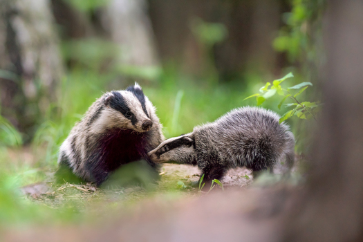 View of an adult European badger and its cub interacting in a lush green forest setting in Debrzno Pomeranian Voivodeship Poland.