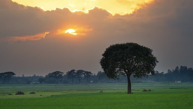 View of a lone tree in a green field at sunset Bangladesh.