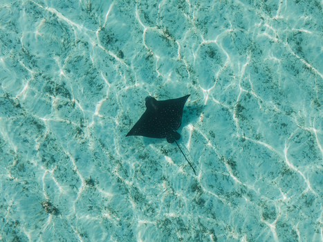 Aerial view of a lone eagle ray gliding through the crystalline turquoise waters of Kan Island Dhidhdhoo Thiladhunmathi Atoll Maldives.