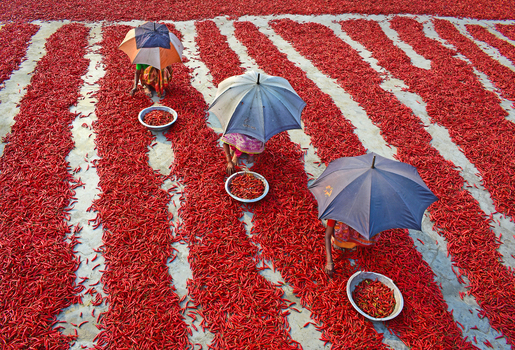 Bogura Bangladesh 12 February 2017 View of women with umbrellas sorting red chili peppers drying in long rows under the sun. Bogura Bangladesh 12 February 2017 View of women with umbrellas sorting red chili peppers drying in long rows under the sun.