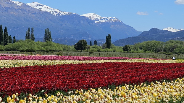 View of the vibrant Campo de Tulipanes with rows of red yellow and pink tulips set against a backdrop of snow capped mountains in Trevelin Chubut Province Argentina.
