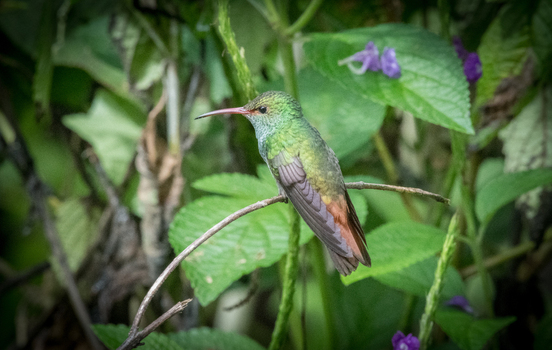 View of a small green hummingbird perched on a thin branch amidst lush green foliage and purple flowers in Canada. View of a small green hummingbird perched on a thin branch amidst lush green foliage and purple flowers in Canada.