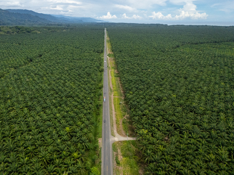 Aerial view of the Llorona Palm Fields with a long straight road cutting through vast palm oil plantations under a cloudy sky in Quepos Provincia de Puntarenas Costa Rica. Aerial view of the Llorona Palm Fields with a long straight road cutting through vast palm oil plantations under a cloudy sky in Quepos Provincia de Puntarenas Costa Rica.