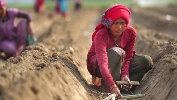 View of a woman planting sugarcane in a field Nepal. View of a woman planting sugarcane in a field Nepal.