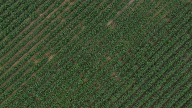 Aerial view of diagonal rows of a green orchard plantation Portugal.