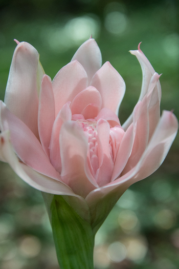 View of a delicate pink torch ginger flower with layered petals and a vibrant green stem in Puerto Jimenez Puntarenas Province Costa Rica. View of a delicate pink torch ginger flower with layered petals and a vibrant green stem in Puerto Jimenez Puntarenas Province Costa Rica.
