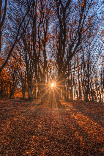 View of Canfaito forest with tall bare trees and golden autumn leaves on the ground during a bright sunset in San Severino Marche Marche Italy.