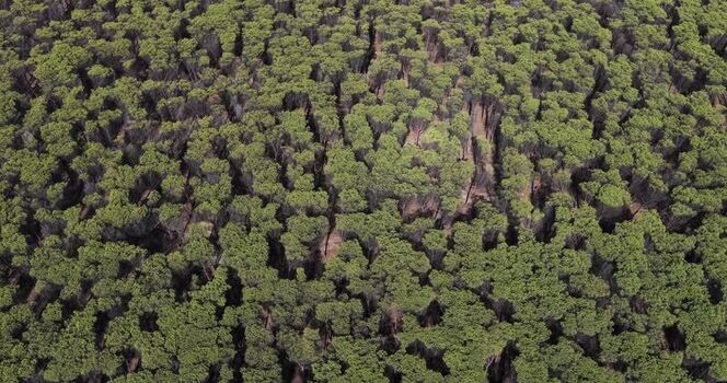 Aerial view of a dense pine forest canopy in Capaccio Italy.