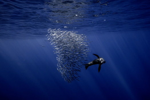 View of a sea lion hunting a large bait ball of sardines in the deep blue water of Magdalena Bay Mexico.