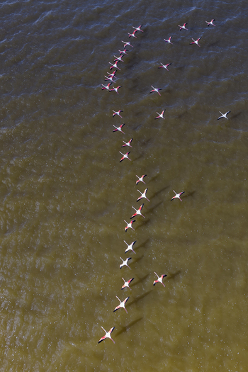 Aerial view of a flock of flamingos gracefully traversing the shallow waters their pink plumage a striking contrast against the brackish hues San Pedro del Pinatar Region of Murcia Spain. Aerial view of a flock of flamingos gracefully traversing the shallow waters their pink plumage a striking contrast against the brackish hues San Pedro del Pinatar Region of Murcia Spain.