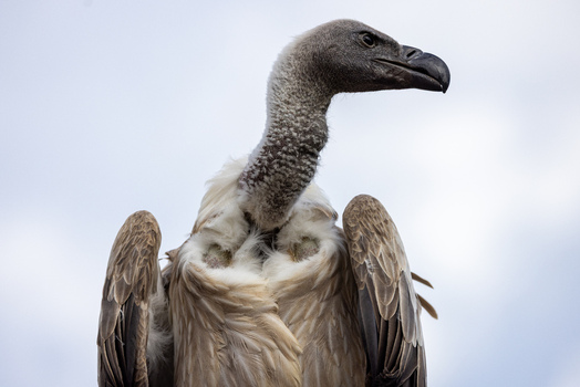 View of a vulture with its head turned showing detailed feathers and sharp beak against a cloudy sky Selestat Grand Est France.