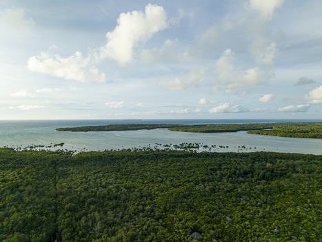 Aerial view of verdant mangrove forests meeting the tranquil sea under a serene sky Karimunjawa Central Java Indonesia.