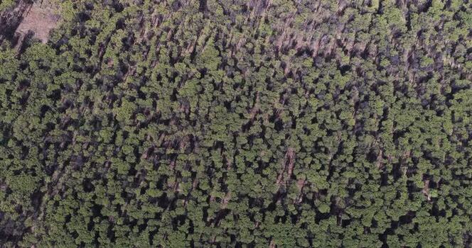 Aerial view of a dense pine forest canopy in Paestum Italy.