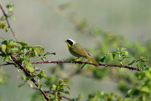 View of a Common Yellowthroat bird perched on a thorny branch with green leaves in British Columbia Canada.