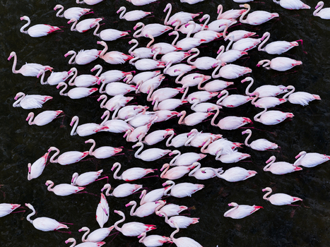 Aerial view of a vibrant congregation of flamingos creates a stunning contrast against the inky waters their pink plumage a striking spectacle San Pedro del Pinatar Region of Murcia Spain. Aerial view of a vibrant congregation of flamingos creates a stunning contrast against the inky waters their pink plumage a striking spectacle San Pedro del Pinatar Region of Murcia Spain.