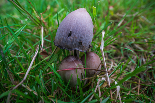 View of a cluster of small brown mushrooms growing in green grass in the Luxulyan Valley Luxulyan Bodmin Cornwall United Kingdom. View of a cluster of small brown mushrooms growing in green grass in the Luxulyan Valley Luxulyan Bodmin Cornwall United Kingdom.