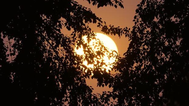 View of the sun setting through tree silhouettes Bangladesh.