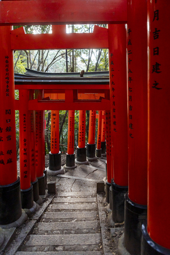 View of the vibrant red Senbon Torii gates lining a stone path through a lush forest at Fushimi Inari Shrine Kyoto Kyoto Japan.
