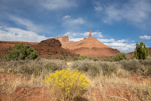 View of Castle Valley Drive with red rock formations desert landscape and yellow wildflowers in Grand County Utah United States.