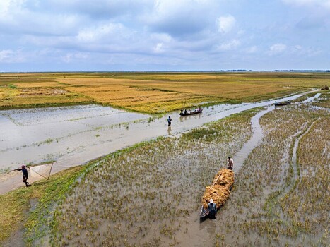 Kishoreganj Bangladesh March 05 2026 Flood affected farmers harvest half submerged Boro paddy in waist deep water racing to save crops as rising haor waters threaten total loss. Kishoreganj Bangladesh March 05 2026 Flood affected farmers harvest half submerged Boro paddy in waist deep water racing to save crops as rising haor waters threaten total loss.
