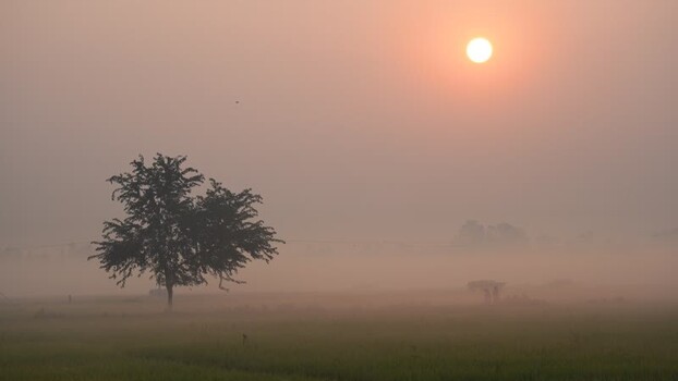 View of a lone tree in a misty field at sunrise Bangladesh. View of a lone tree in a misty field at sunrise Bangladesh.
