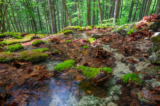 View of Pancierovske travertines with a small stream flowing over mossy rocks and fallen leaves in a lush green forest Banska Bystrica Banskobystricky kraj Slovakia. View of Pancierovske travertines with a small stream flowing over mossy rocks and fallen leaves in a lush green forest Banska Bystrica Banskobystricky kraj Slovakia.