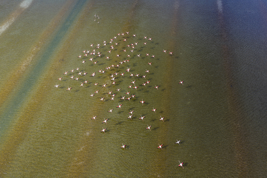 Aerial view of a flamboyance of flamingos in a shallow lagoon displays a vibrant contrast against the muted tones of the water San Pedro del Pinatar Region of Murcia Spain. Aerial view of a flamboyance of flamingos in a shallow lagoon displays a vibrant contrast against the muted tones of the water San Pedro del Pinatar Region of Murcia Spain.