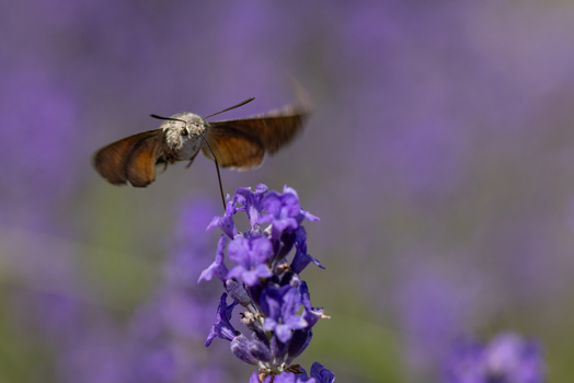 View of a hummingbird hawk moth hovering and feeding on vibrant purple lavender flowers in a summer garden Wittenheim Grand Est France.