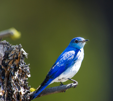 View of a vibrant Mountain Bluebird perched on a weathered tree branch against a soft green background in British Columbia Canada. View of a vibrant Mountain Bluebird perched on a weathered tree branch against a soft green background in British Columbia Canada.