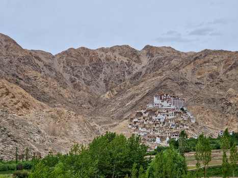View of Chemrey Gompa nestled against the arid mountain slopes of the Himalayas with lush green trees in the foreground in Chemrey Ladakh India.